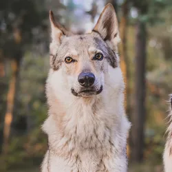 Wolf Hybrid Dog Breeds: Discover Majestic Companions