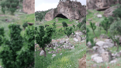shanidar cave flower burial bees