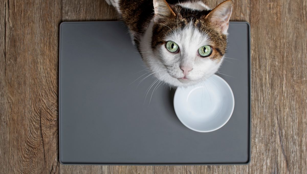 Why Do Cats Love Tuna? Science May Finally Have An Answer IFLScience