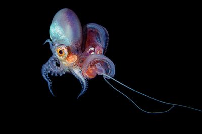 A colorful blanket octopus with a large eye, against a black underwater background.