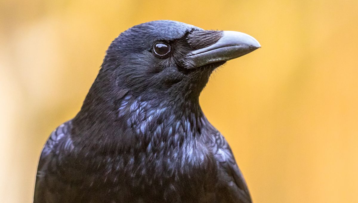 For First Time, Crows Have Been Found To Use Statistical Inference To ...