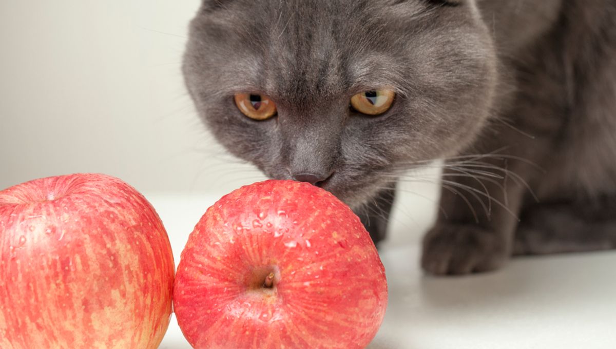 Is It Really Safe To Feed Your Cat A Vegan Diet? IFLScience