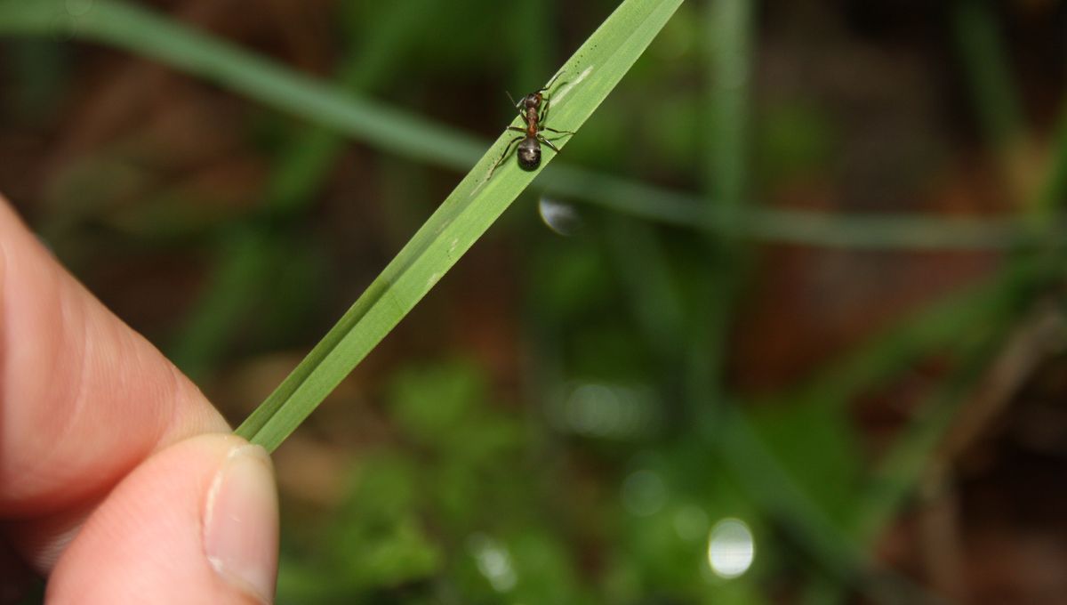 The Hidden Power Of Parasitic Guest Ants A Biome Under Siege - k7cn7g2