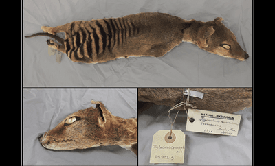 Somehow this Tasmanian tiger (thylacine) ended up in Sweden and now RNA from it has been sequenced, the first time from an extinct species