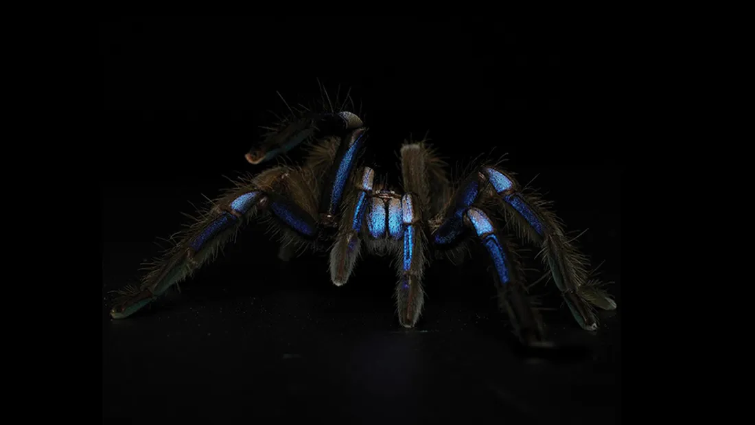 Meet The Gorgeous New Tarantula From Thailand With Rare Electric
