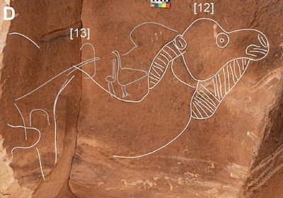 A photo of the camel carving on the rock surface. The image shows the camels head, complete with its thicker winter fur. 