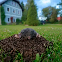 Mole in garden with house in background. Mole, Talpa europaea, crawling out of brown molehill, green grass. Wide angle lens with cute animal, urban wildlife.
