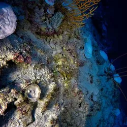 A section of bleached coral reef, nearly pitch-black water in the background.