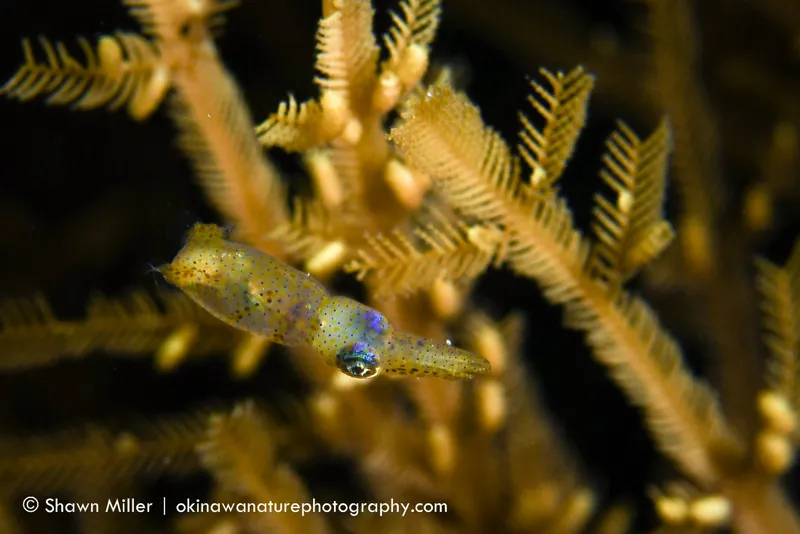 Close-up of small squid, with yellow seagrass in the background.