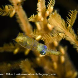 Close-up of small squid, with yellow seagrass in the background.