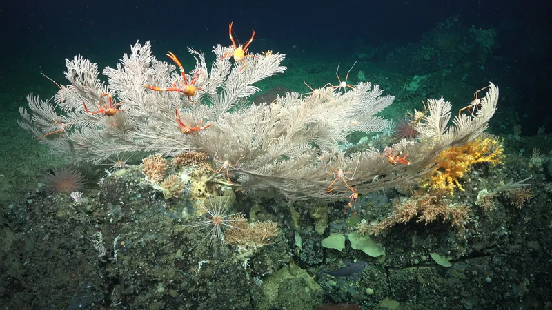 Crustaceans on a deep sea coral reef found off the galapagos islands