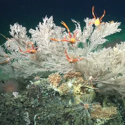 Crustaceans on a deep sea coral reef found off the galapagos islands