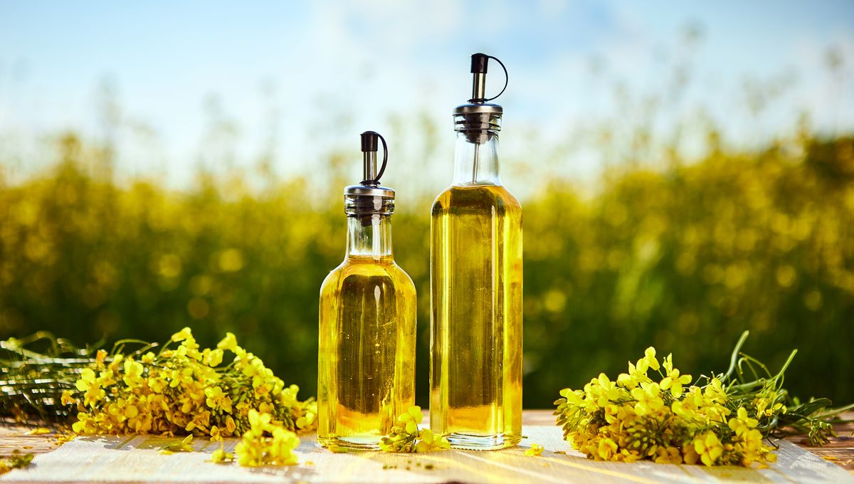 Why Are People So Worried About Canola Oil? IFLScience
