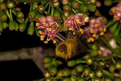A bat with a yellow body and a brown face hanging upside-down on a plant, on some pink flowers.