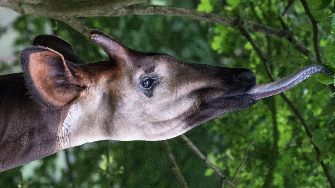 Okapi Tongue 10 Animals That Have The Longest Tongues Times Of India