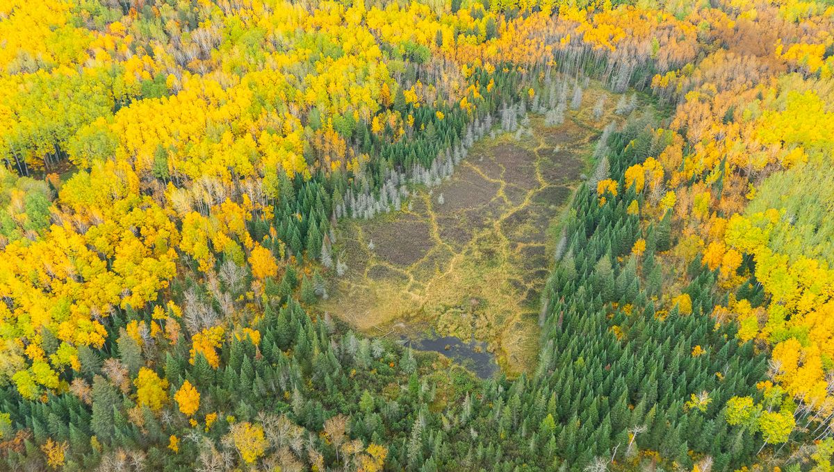 Beavers Are Ecosystem Engineers, But Hungry Wolves Limit How Far They ...