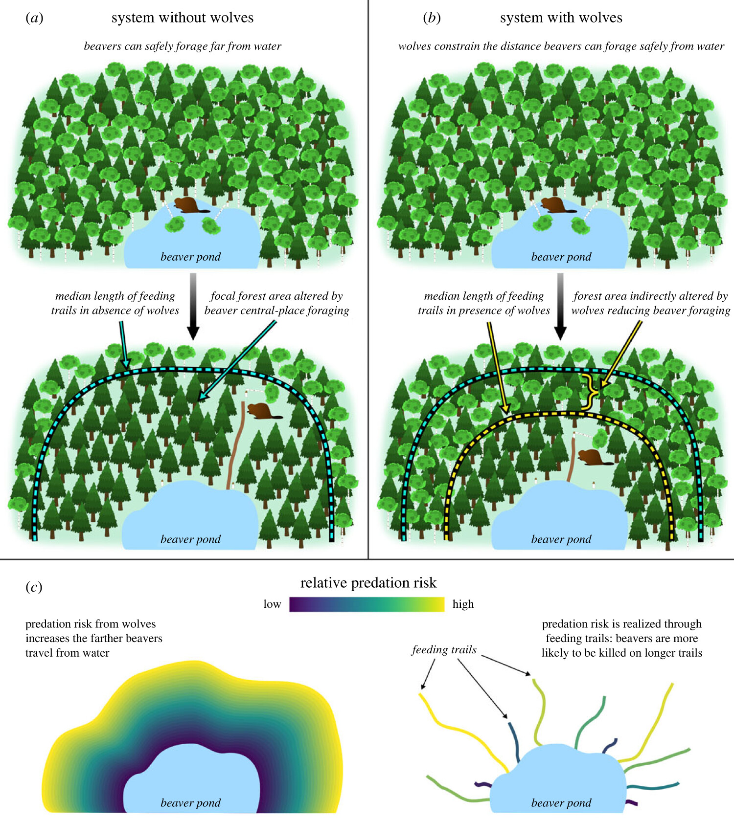 Beavers Are Ecosystem Engineers, But Hungry Wolves Limit How Far They ...