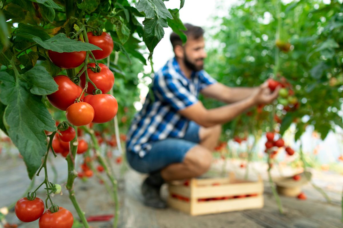 Plants “Cry Out” When They Need Water‚ We Just Can’t Hear Them