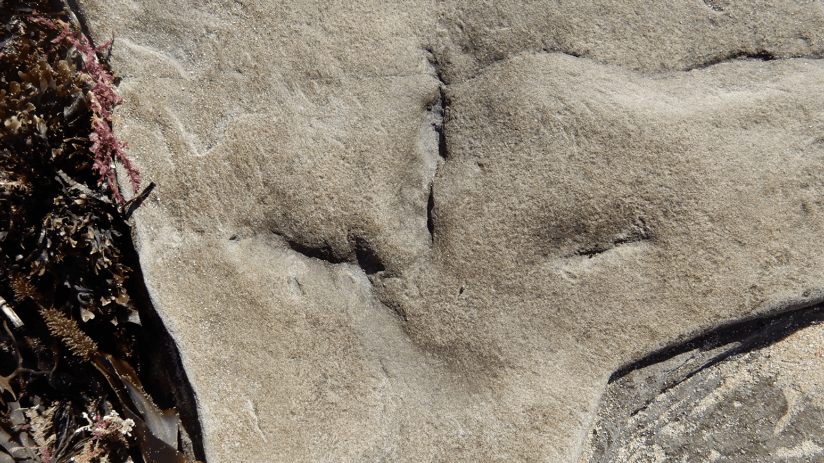 120-Million-Year-Old Fossil Footprints Become Australia’s Oldest Bird Tracks On Record