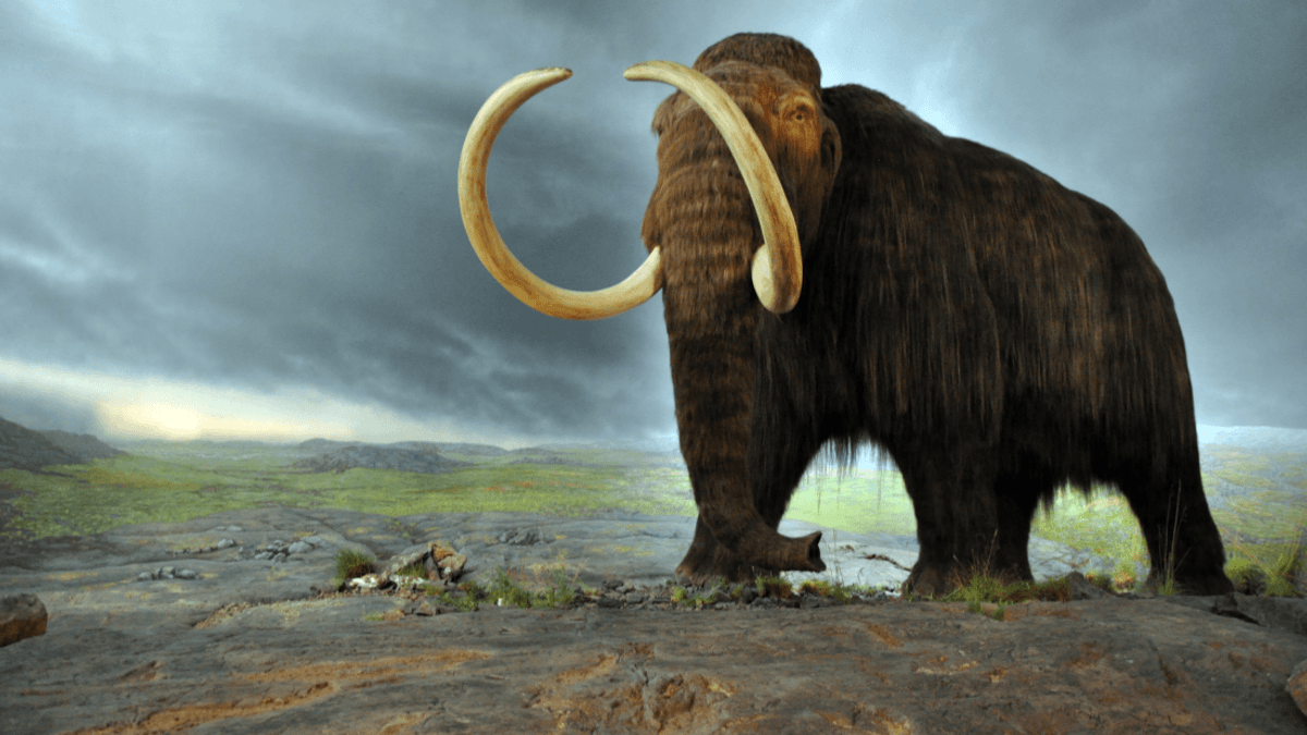Texas Might Be Home To Woolly Mammoths Sooner Than You Think
