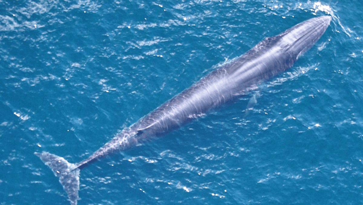 Endangered Rice's Whale On The Brink Of Extinction: What Is Being Done