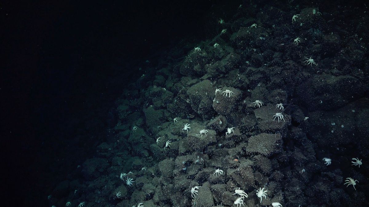 Trail Of Crabs Lures Scientists To Incredible Deep-Sea Discovery Off The GalÃ¡pagos Islands