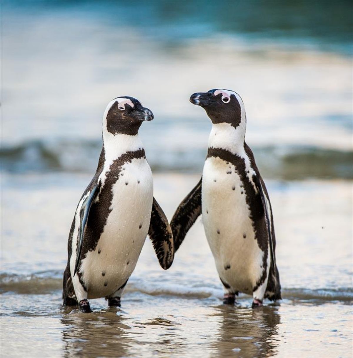 African Penguins' Little Tuxedo Suits Are More Useful Than Previously Thought
