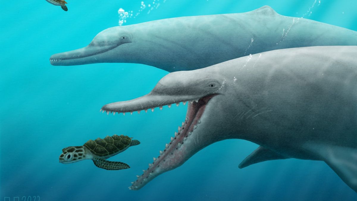 30-Million-Year-Old Whale Ancestor Sheds Light On Early Evolution Of Echolocation