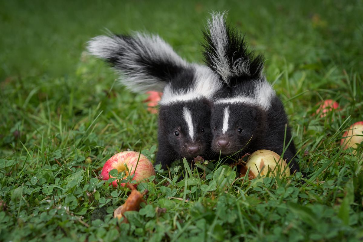 Why Some Skunks Are Losing Their Stripes