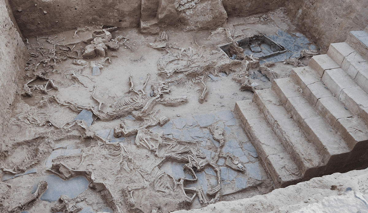 Thousands Of Bones From 52 Creatures Discovered In Ancient Animal Sacrifice Pit