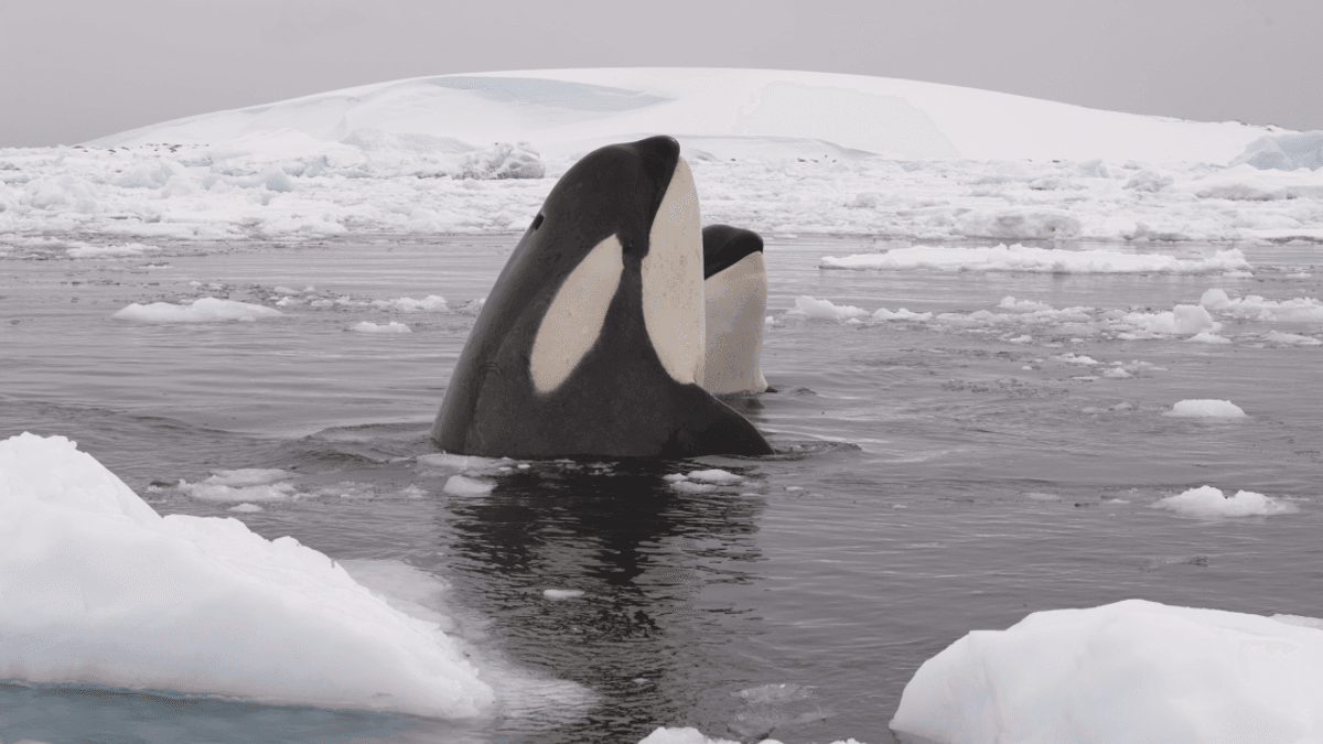 Orca Spa Video Becomes World-First Footage Of An Incredibly Rare Behavior