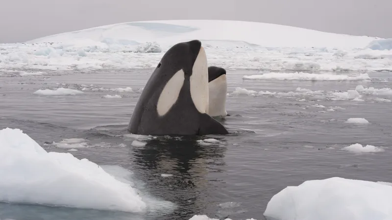 two orcas among icebergs they use to scratch their skin