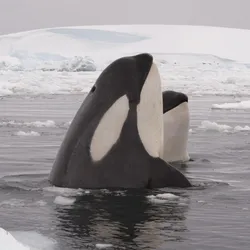 two orcas among icebergs they use to scratch their skin