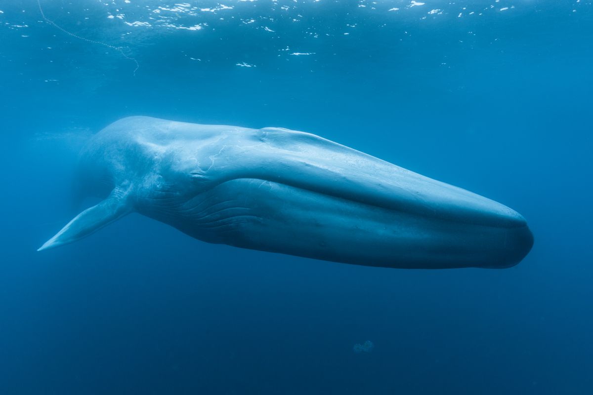 Good News‚ Everyone: Blue Whales Officially Return To Seychelles