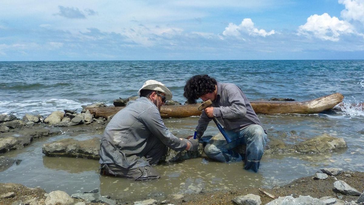 Could DNA Have Survived 6 Million Years Inside A Turtle Shell?