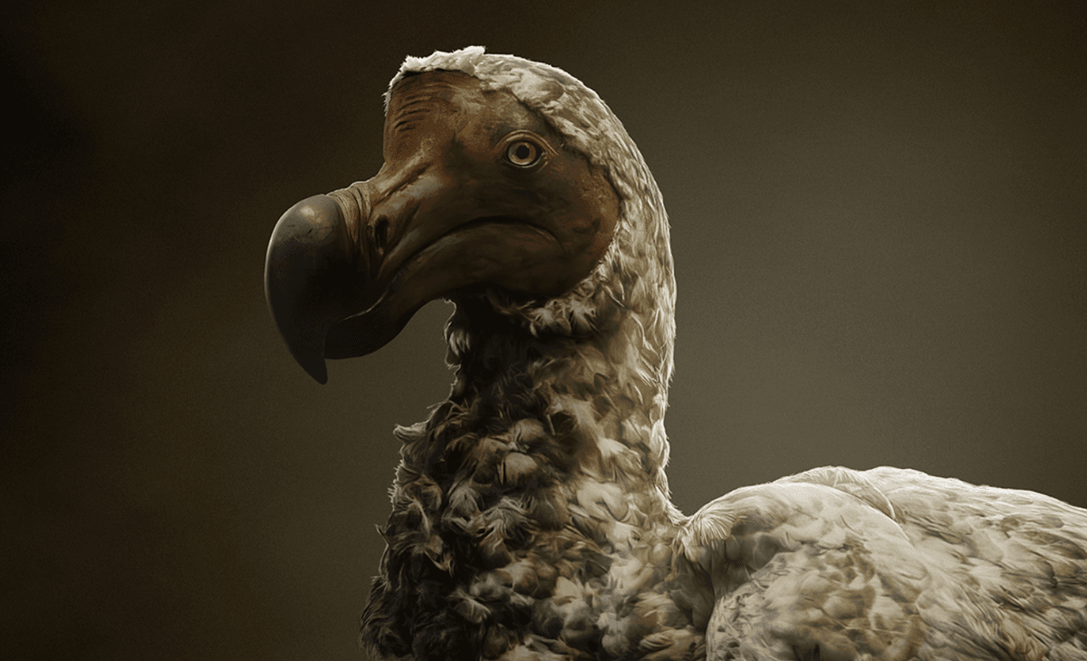 De-Extinction Of The Dodo Takes Another Step Closer to Reality