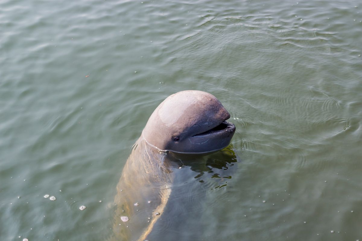 Adorable Irrawaddy Dolphins Were On The Edge Of Extinction: What Is Being Done?