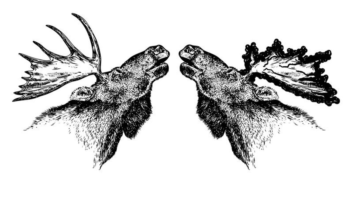The Mystery Of Moose With “Devil's Antlers”: What Does Science Say?