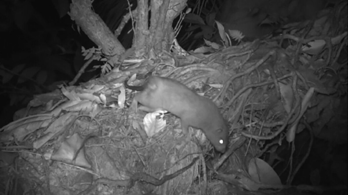 First-Ever Images Captured Of Rare‚ Coconut-Cracking Vangunu Giant Rat