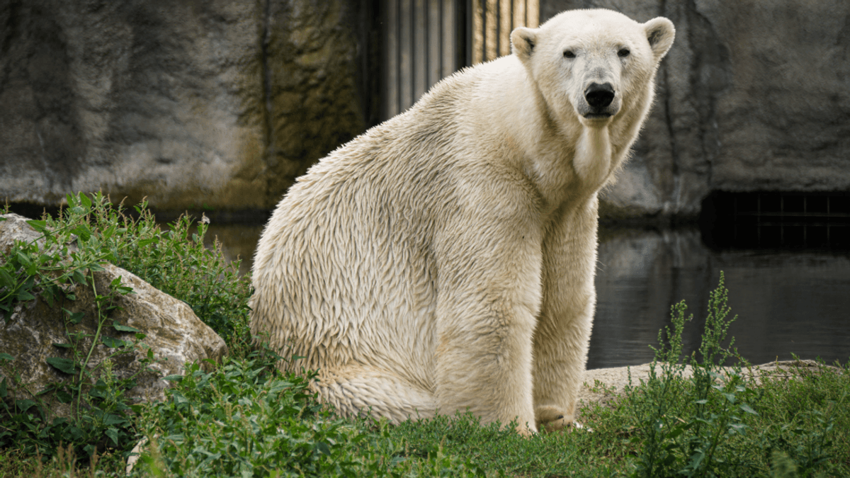 What Might A Viable Alternative To Keeping Animals In Zoos Look Like?