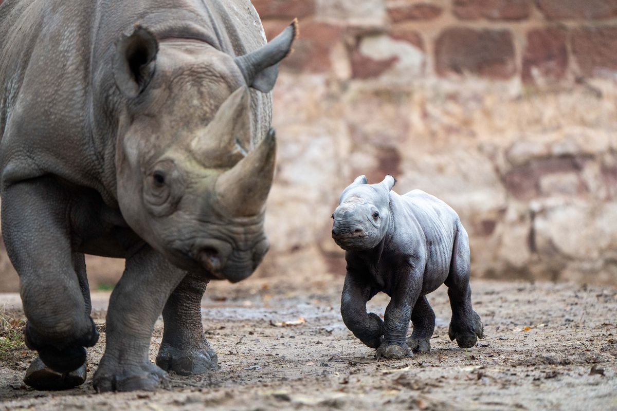 One Of The Rarest Mammals On Earth Was Just Born At A UK Zoo – Live On Camera