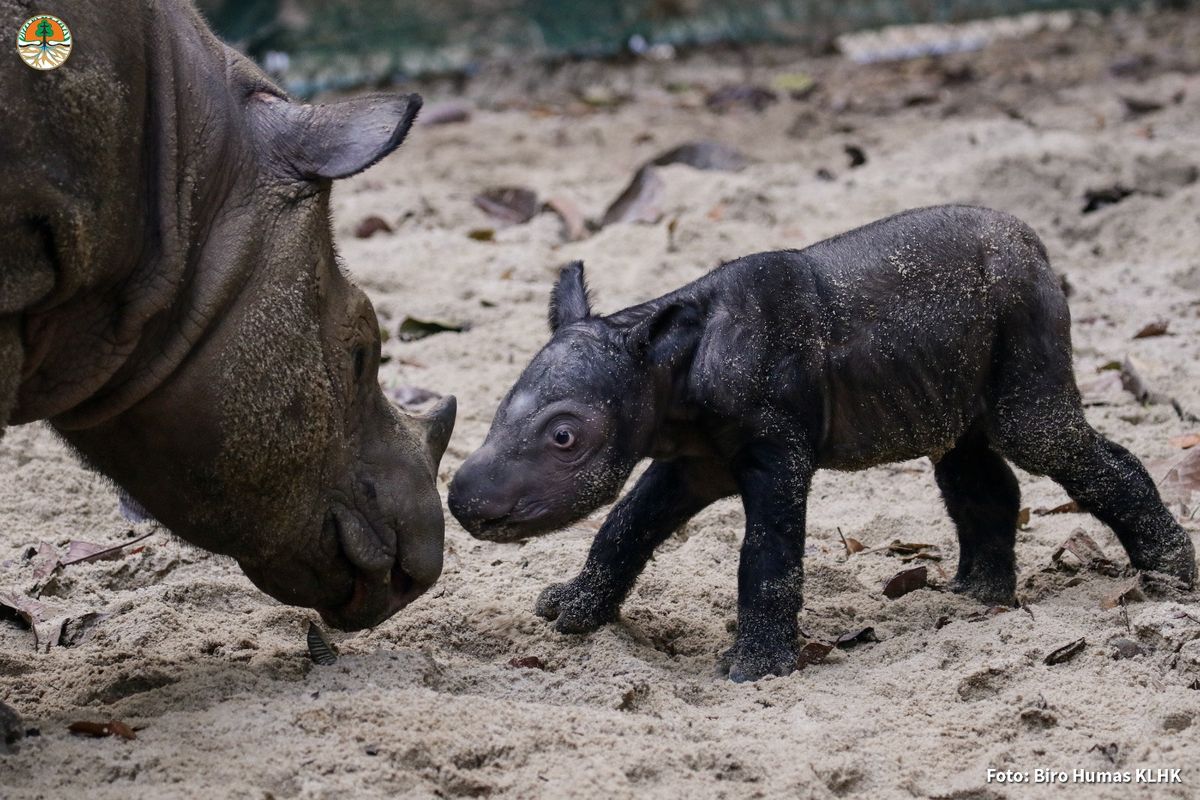Good News: Indonesia Welcomes Birth Of One Of The Rarest Rhinos On Earth