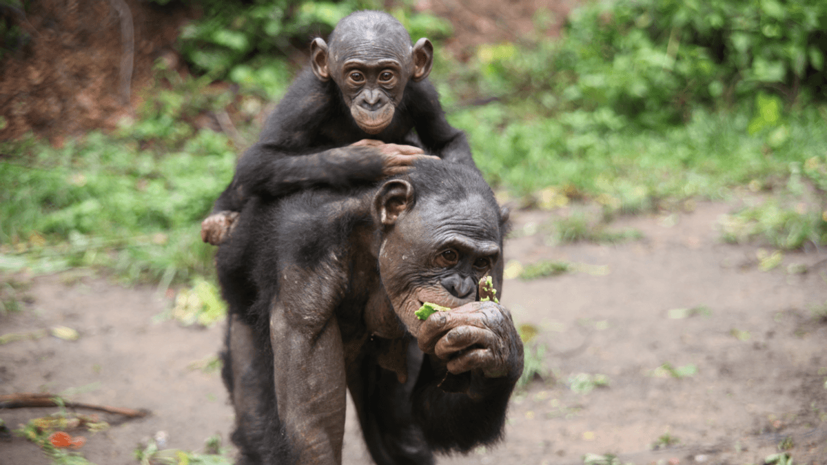 Champions For Chimpanzees‚ Bonobos‚ And Painted Dogs Win At Tusk 2023