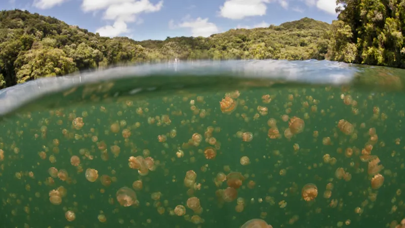 hundreds of golden jellyfish in a green lake