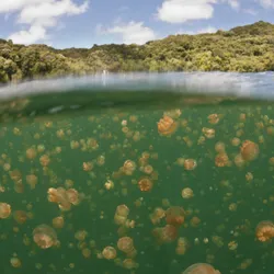 hundreds of golden jellyfish in a green lake