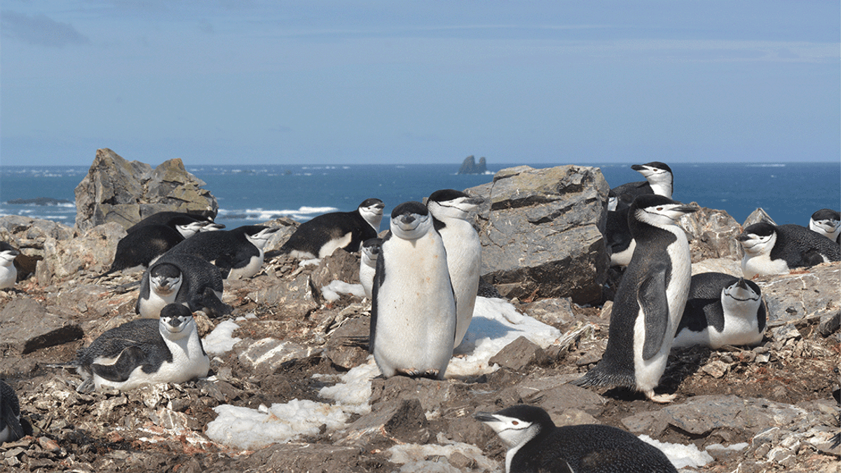 Vigilant Chinstrap Penguin Parents Sleep In 4-Second Bouts‚ 10‚000 Times A Day