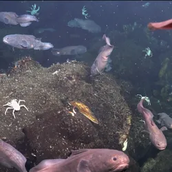 galapagos vents