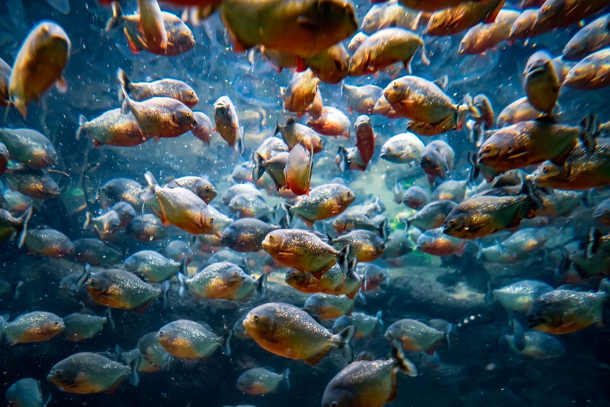 What Would Actually Happen If You Fell Into Piranha-Infested Waters?