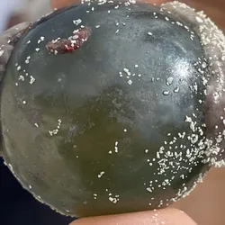 sailor’s eyeball alga, Valonia ventricosa
