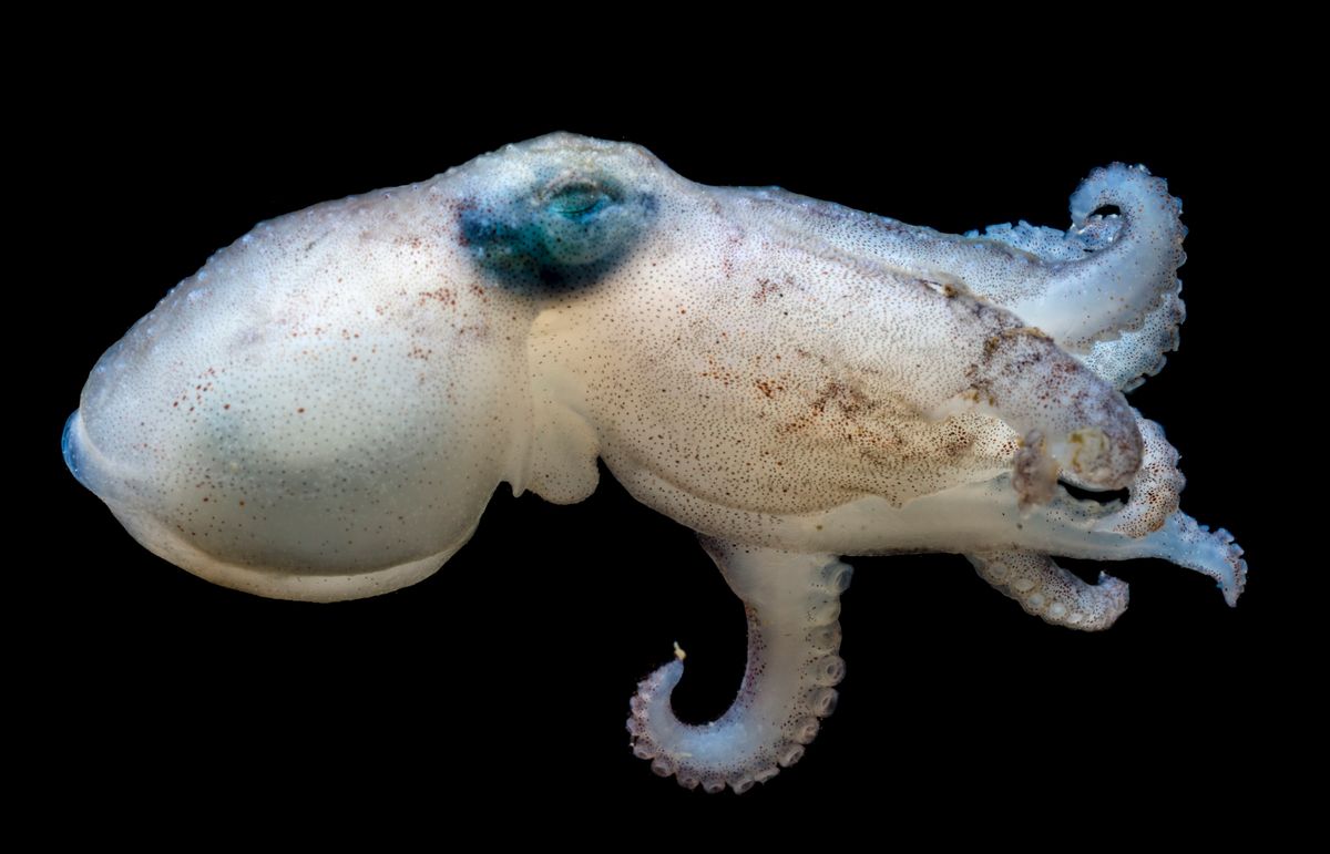 How Do Antarctic Octopuses Live In The Coldest Waters In The World?